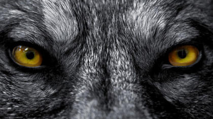 die Geschichte eines Wolfs